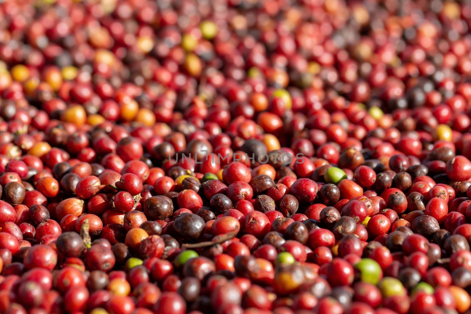 Fresh Arabica Red Coffee beans berries and Drying Process by kaiskynet