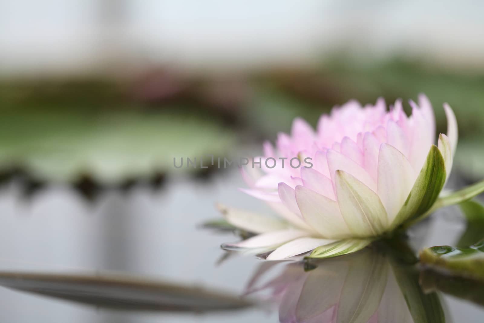 Beautiful lotus flower on water by piyato