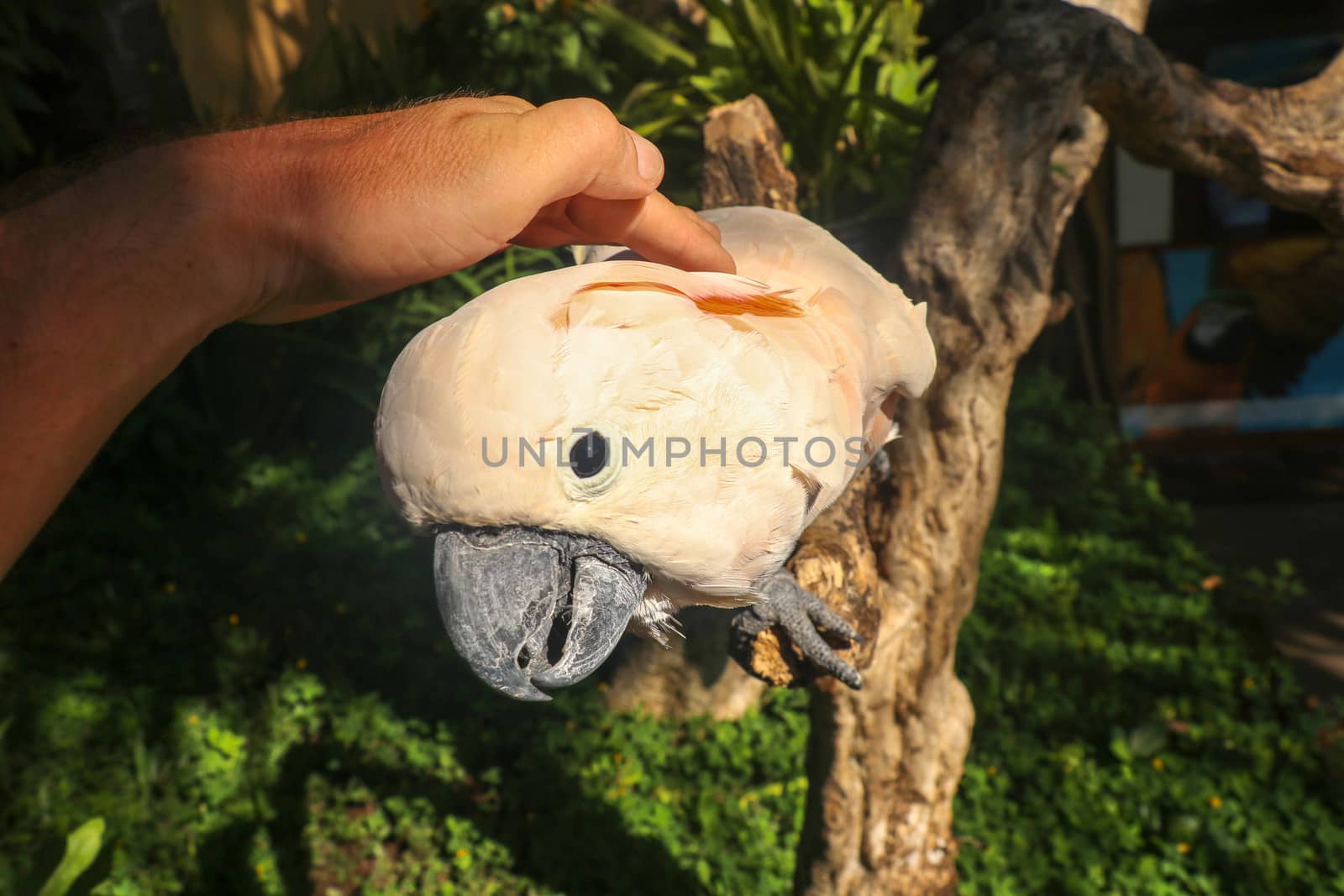 Man hand touching beautiful specimen of coockatoo. Cute Cacatua Moluccensis standing on a branch of a wood and stroking its feathers. Salmon-Crested Cockatoo. Tropical travel concept.