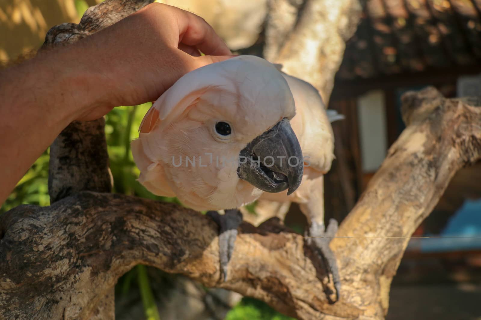 Man hand touching beautiful specimen of coockatoo. Cute Cacatua Moluccensis standing on a branch of a wood and stroking its feathers. Salmon-Crested Cockatoo. Tropical travel concept.
