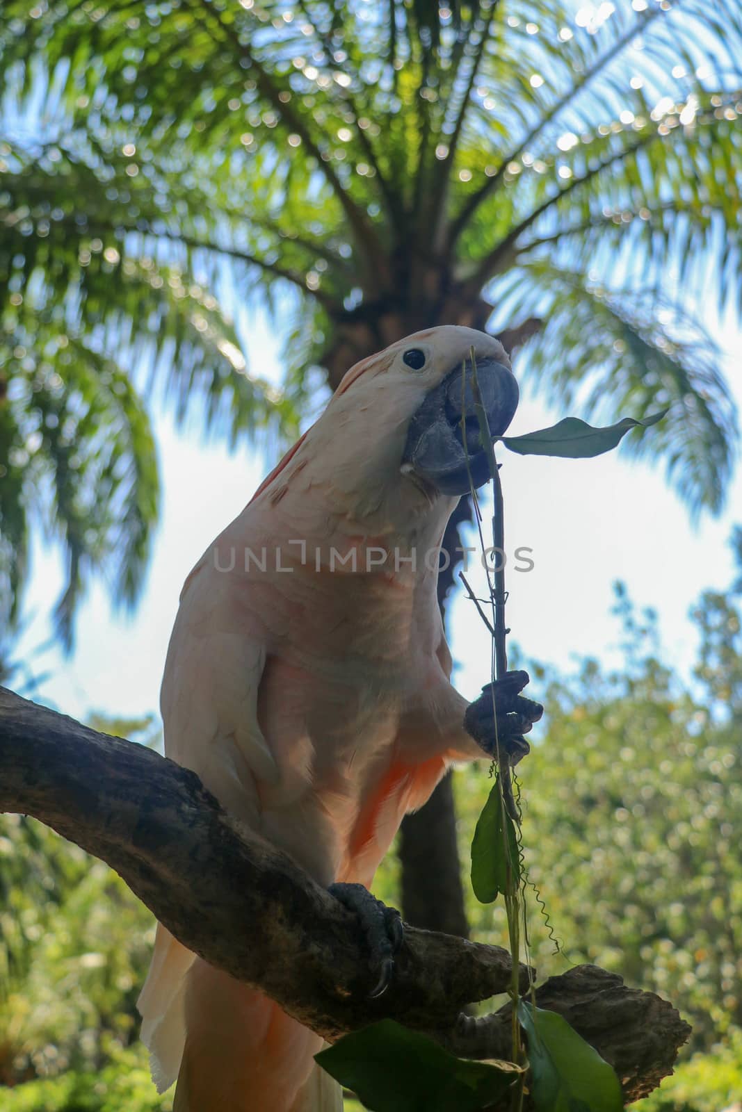 Beautiful Moluccan Cockatoo parrot sitting on dry branch at Bali bird park zoo. Salmon-Crested Cockatoo with green flower in its beak. One of the most famous parrots of the world. Tropical background.