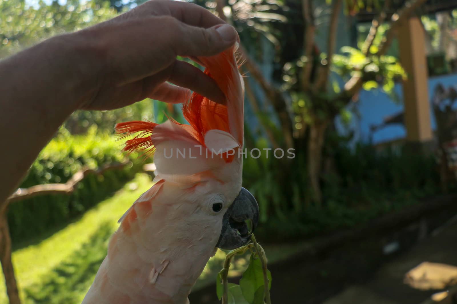 Man hand touching beautiful specimen of coockatoo. Cute Cacatua Moluccensis standing on a branch of a wood and stroking its feathers. Salmon-Crested Cockatoo. Tropical travel concept.