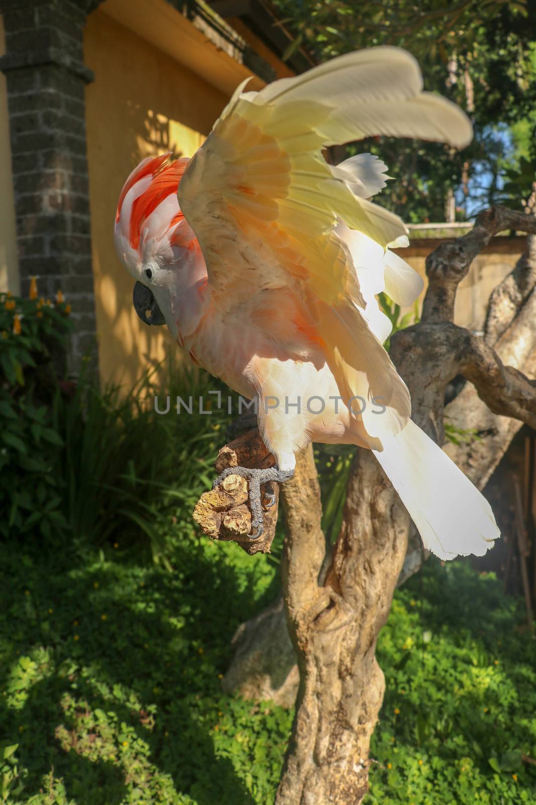 Beautiful Moluccan Cockatoo parrot sitting on a dry branch and waving its wings. Cute Salmon-Crested Cockatoo at Bali bird park zoo. One of most famous parrots of the world. Tropical travel concept.