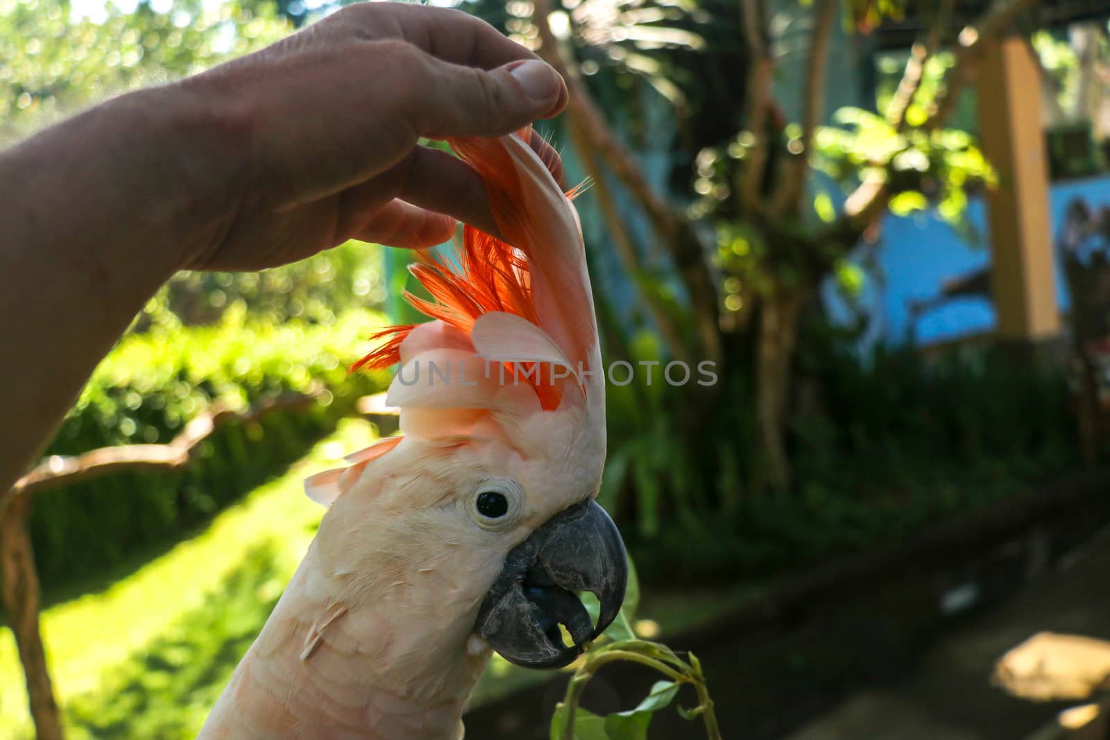 Man hand touching beautiful specimen of coockatoo. Cute Cacatua Moluccensis standing on a branch of a wood and stroking its feathers. Salmon-Crested Cockatoo. Tropical travel concept.