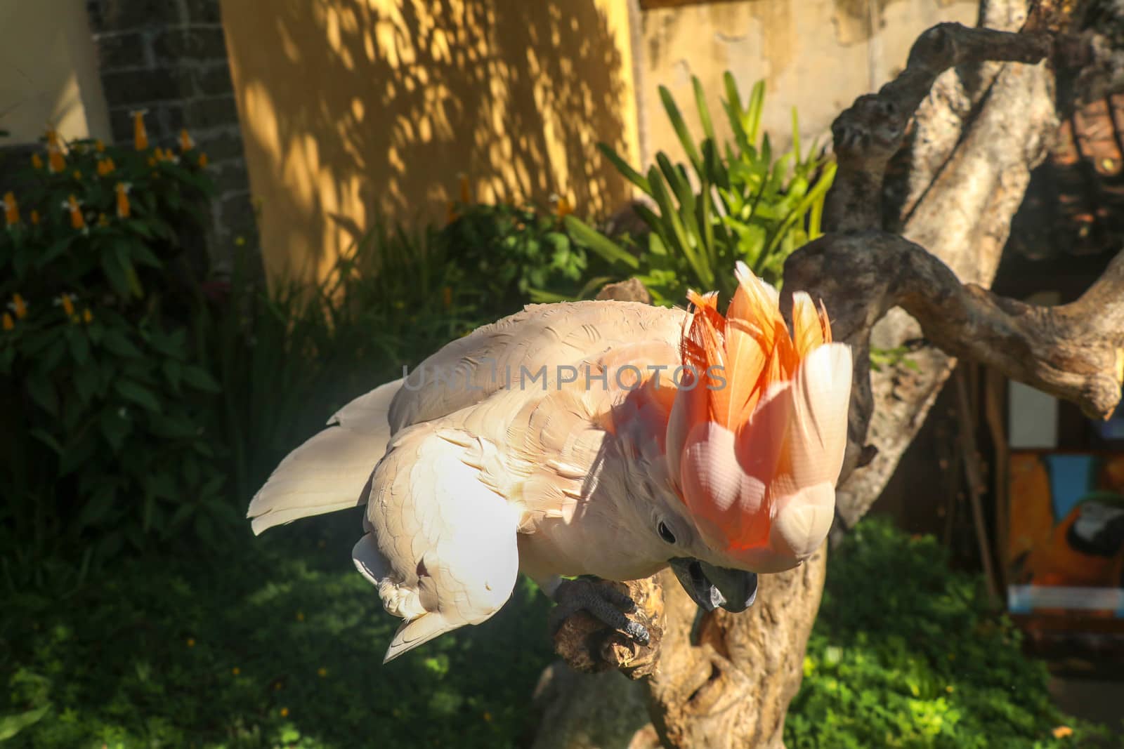 Beautiful Salmon-Crested Cockatoo sitting on dry branch at Bali bird park zoo. Moluccan Cockatoo, Cacatua Moluccensis, Adult Shouting. One of the most famous parrots of the world. Tropical background.