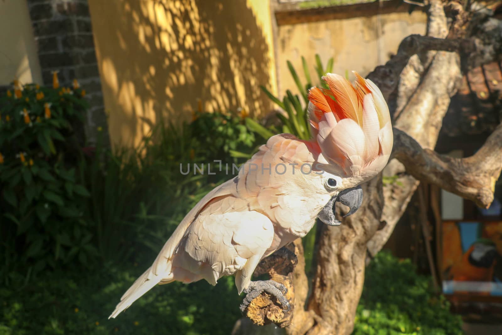 Beautiful Salmon-Crested Cockatoo sitting on dry branch at Bali bird park zoo. Moluccan Cockatoo, Cacatua Moluccensis, Adult Shouting. One of the most famous parrots of the world. Tropical background.