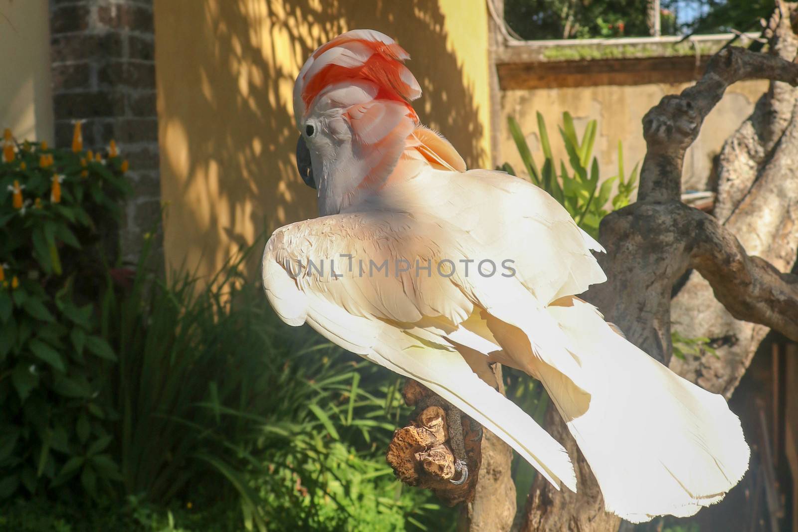Beautiful Moluccan Cockatoo parrot sitting on a dry branch and waving its wings. Cute Salmon-Crested Cockatoo at Bali bird park zoo. One of most famous parrots of the world. Tropical travel concept.