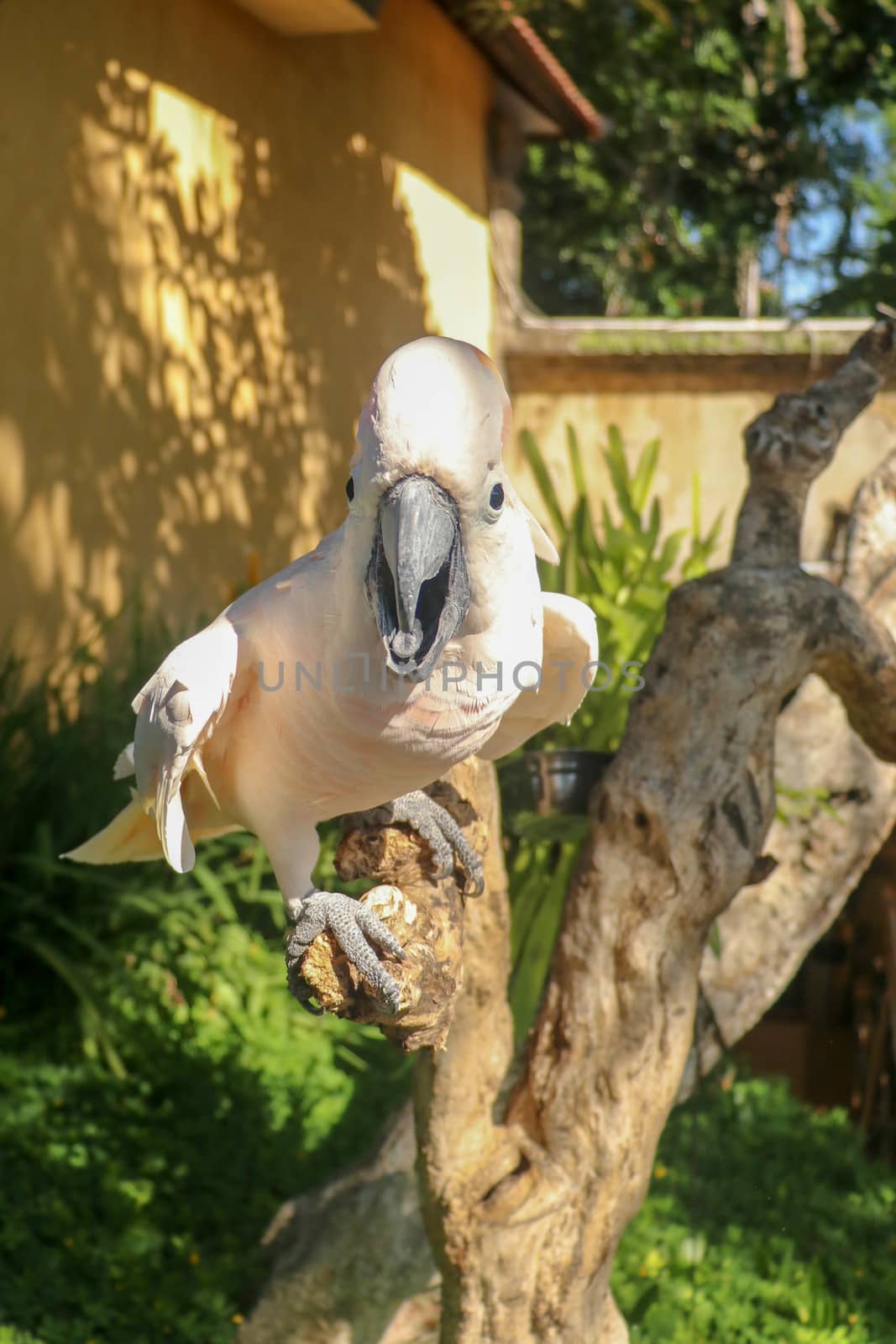 Beautiful Salmon-Crested Cockatoo sitting on dry branch at Bali bird park zoo. Moluccan Cockatoo, Cacatua Moluccensis, Adult Shouting. One of the most famous parrots of the world. Tropical background.
