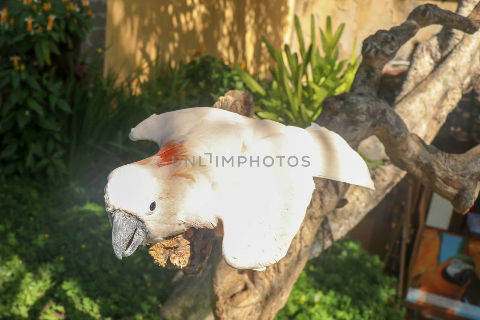 Close up portrait Salmon-Crested Cockatoo at Bali Bird Park ZOO. Moluccan Cockatoo parrot portrait. Macro portrait of a beautiful parrot Cacatua Moluccensis. Exotic travel concept background on branch