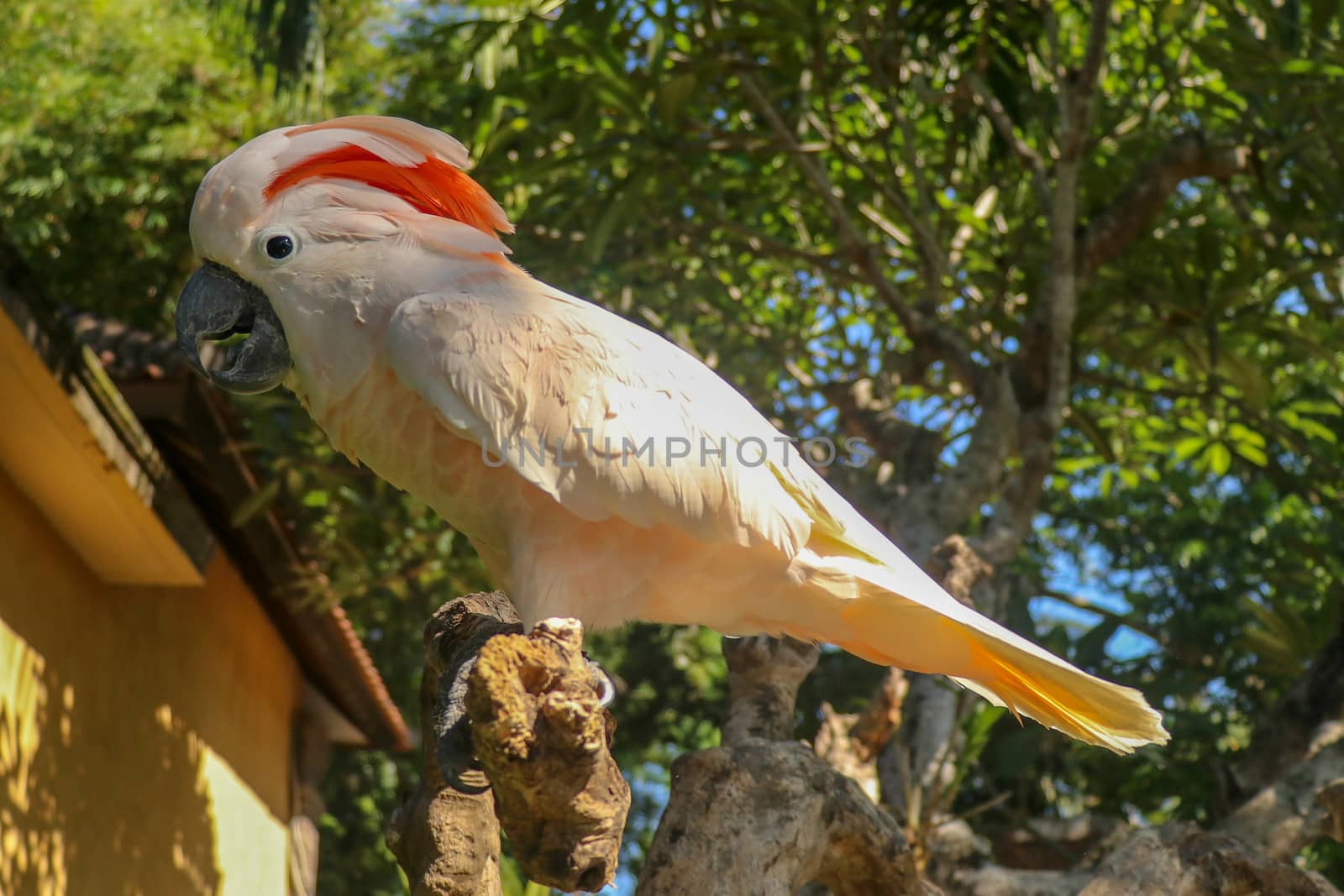 Beautiful Salmon-Crested Cockatoo sitting on dry branch at Bali bird park zoo. Moluccan Cockatoo, Cacatua Moluccensis, Adult Shouting. One of the most famous parrots of the world. Tropical background.
