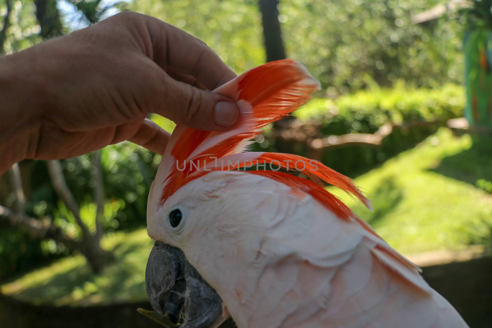 Man hand touching beautiful specimen of coockatoo. Cute Cacatua Moluccensis standing on a branch of a wood and stroking its feathers. Salmon-Crested Cockatoo. Tropical travel concept.