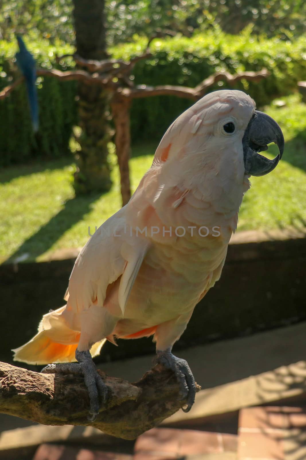 Beautiful Salmon-Crested Cockatoo sitting on dry branch at Bali bird park zoo. Moluccan Cockatoo, Cacatua Moluccensis, Adult Shouting. One of the most famous parrots of the world. Tropical background.