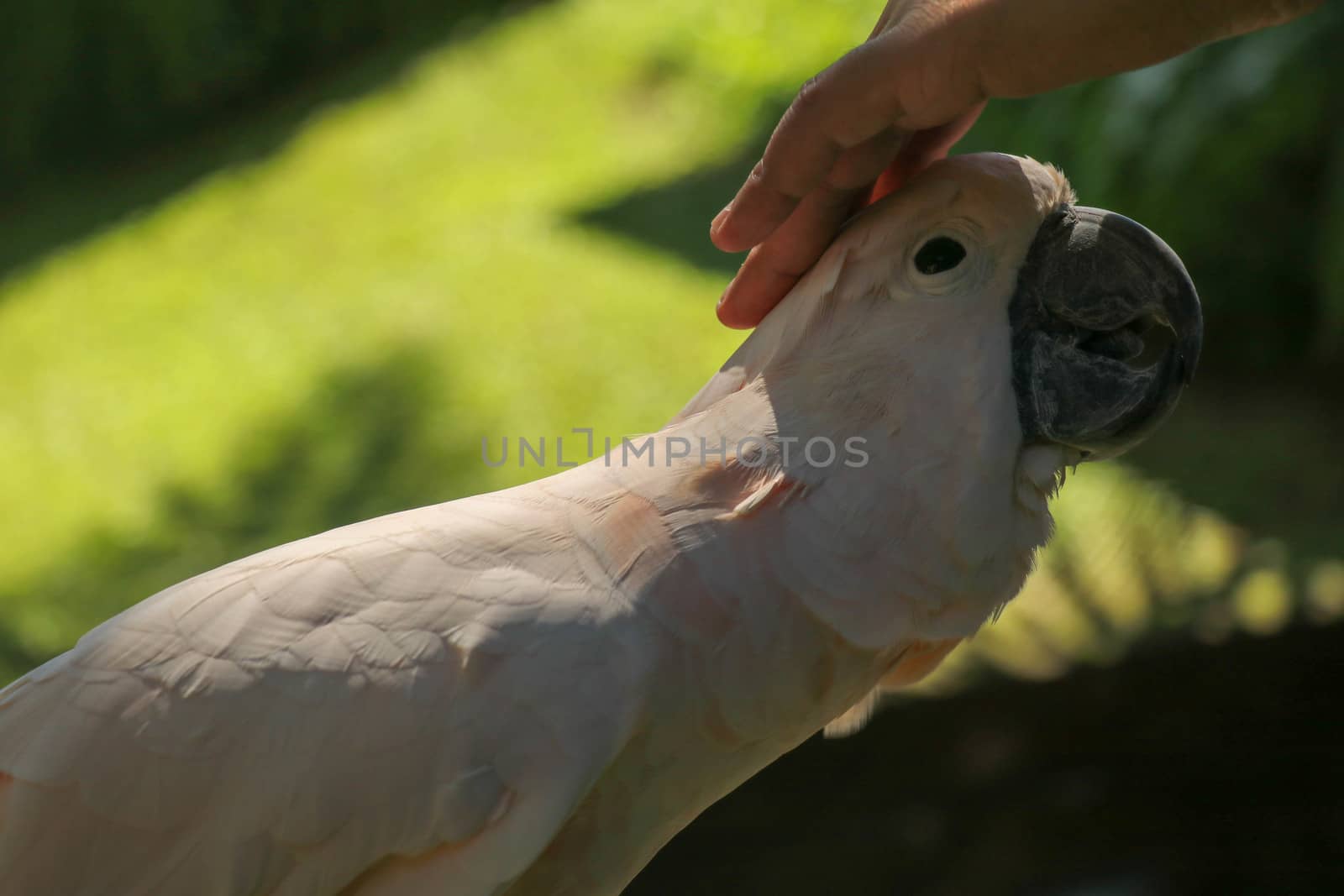 Man hand touching beautiful specimen of coockatoo. Cute Cacatua Moluccensis standing on a branch of a wood and stroking its feathers. Salmon-Crested Cockatoo. Tropical travel concept.