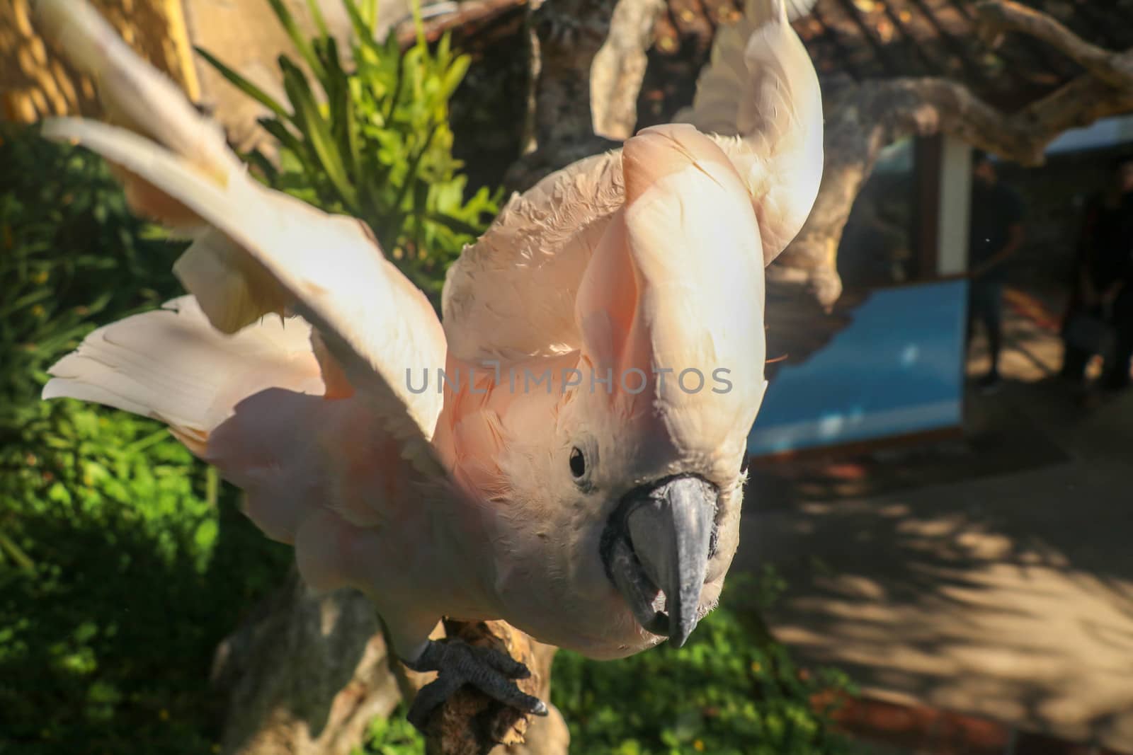 Beautiful Salmon-Crested Cockatoo sitting on dry branch at Bali bird park zoo. Moluccan Cockatoo, Cacatua Moluccensis, Adult Shouting. One of the most famous parrots of the world. Tropical background.