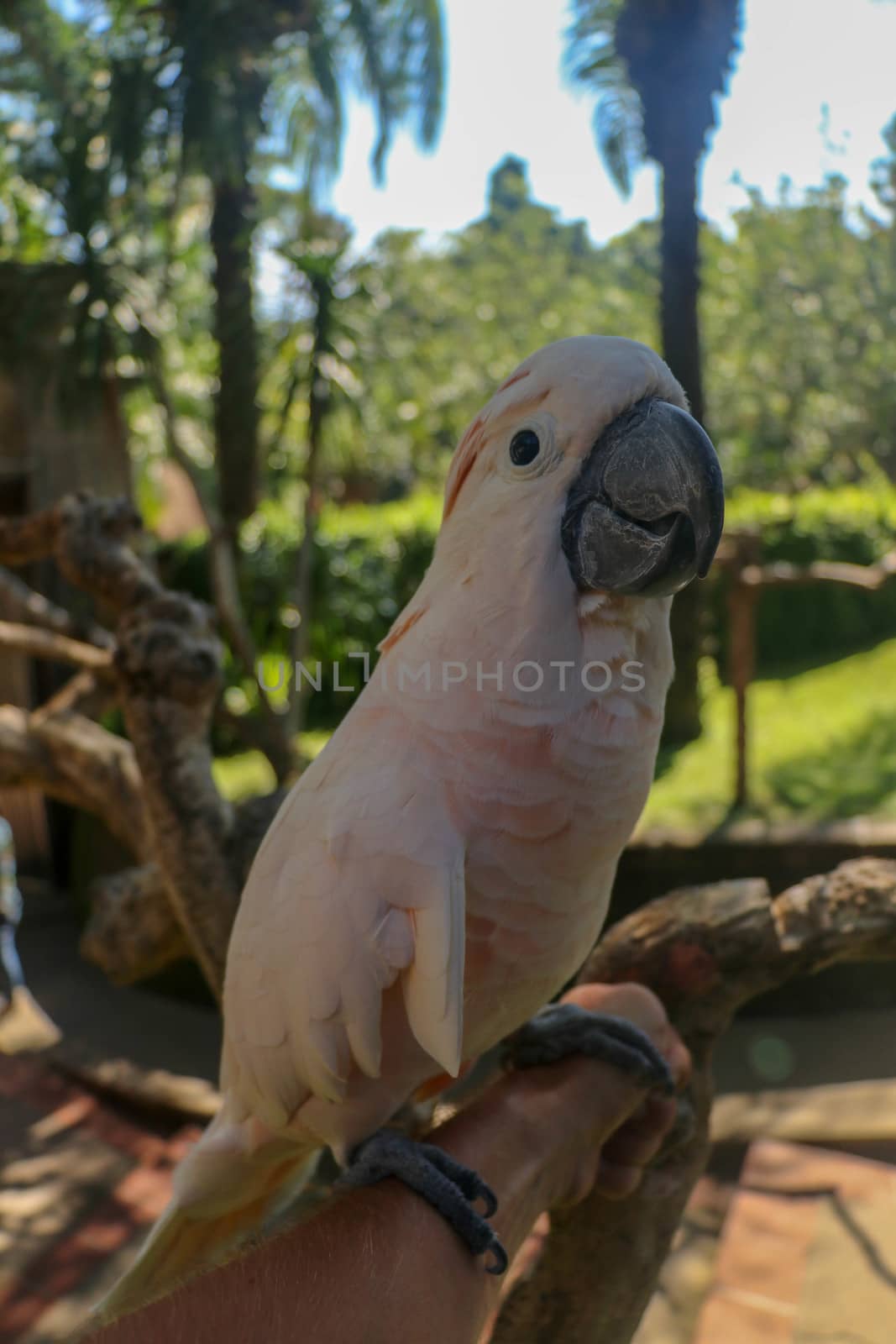 Man hand touching beautiful specimen of coockatoo. Cute Cacatua Moluccensis standing on a branch of a wood and stroking its feathers. Salmon-Crested Cockatoo. Tropical travel concept