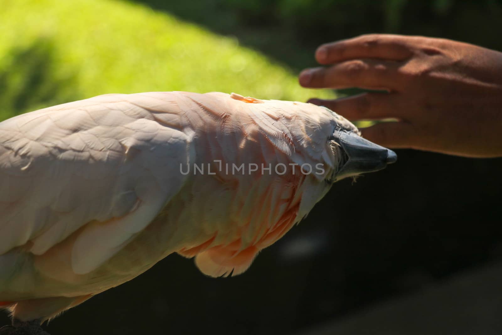 Man hand touching beautiful specimen of coockatoo. Cute Cacatua Moluccensis standing on a branch of a wood and stroking its feathers. Salmon-Crested Cockatoo. Tropical travel concept.