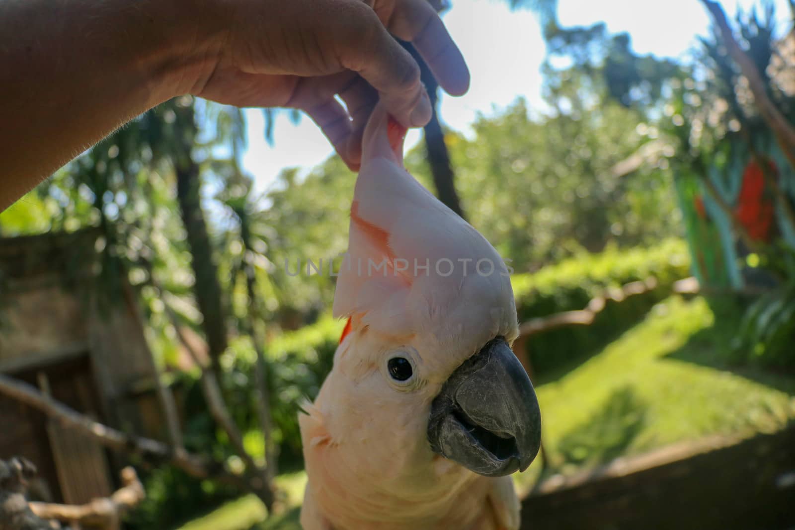 Man hand touching beautiful specimen of coockatoo. Cute Cacatua Moluccensis standing on a branch of a wood and stroking its feathers. Salmon-Crested Cockatoo. Tropical travel concept.