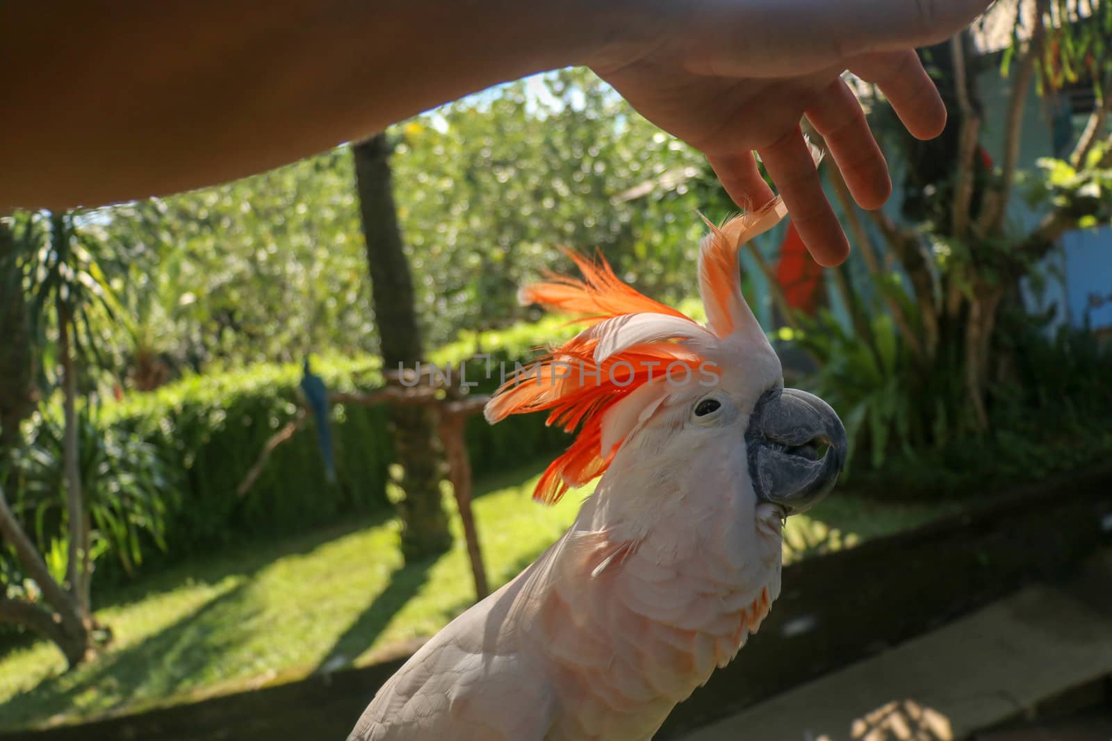 Man hand touching beautiful specimen of coockatoo. Cute Cacatua Moluccensis standing on a branch of a wood and stroking its feathers. Salmon-Crested Cockatoo. Tropical travel concept.