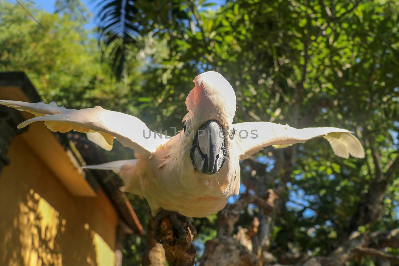 Beautiful Moluccan Cockatoo parrot sitting on a dry branch and waving its wings. Cute Salmon-Crested Cockatoo at Bali bird park zoo. One of most famous parrots of the world. Tropical travel concept.