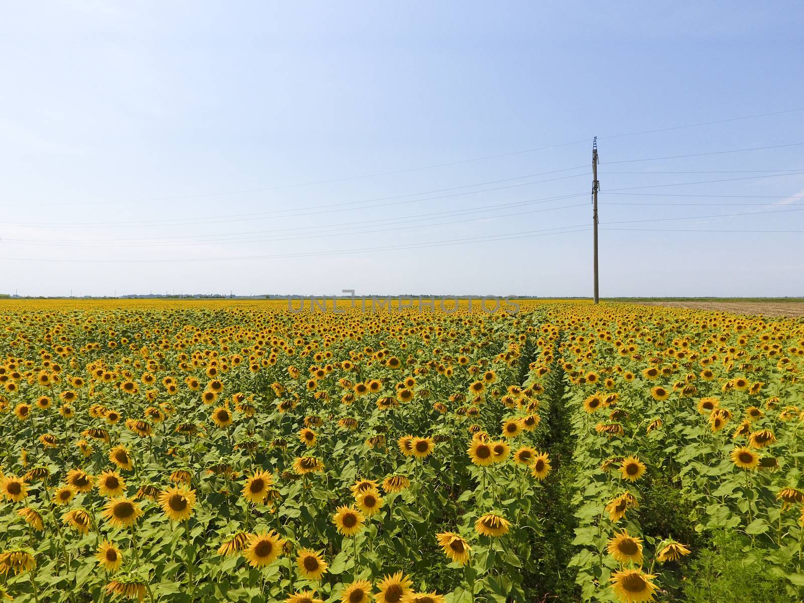 Aerial view of agricultural fields flowering oilseed. Field of sunflowers. Top view. by eleonimages