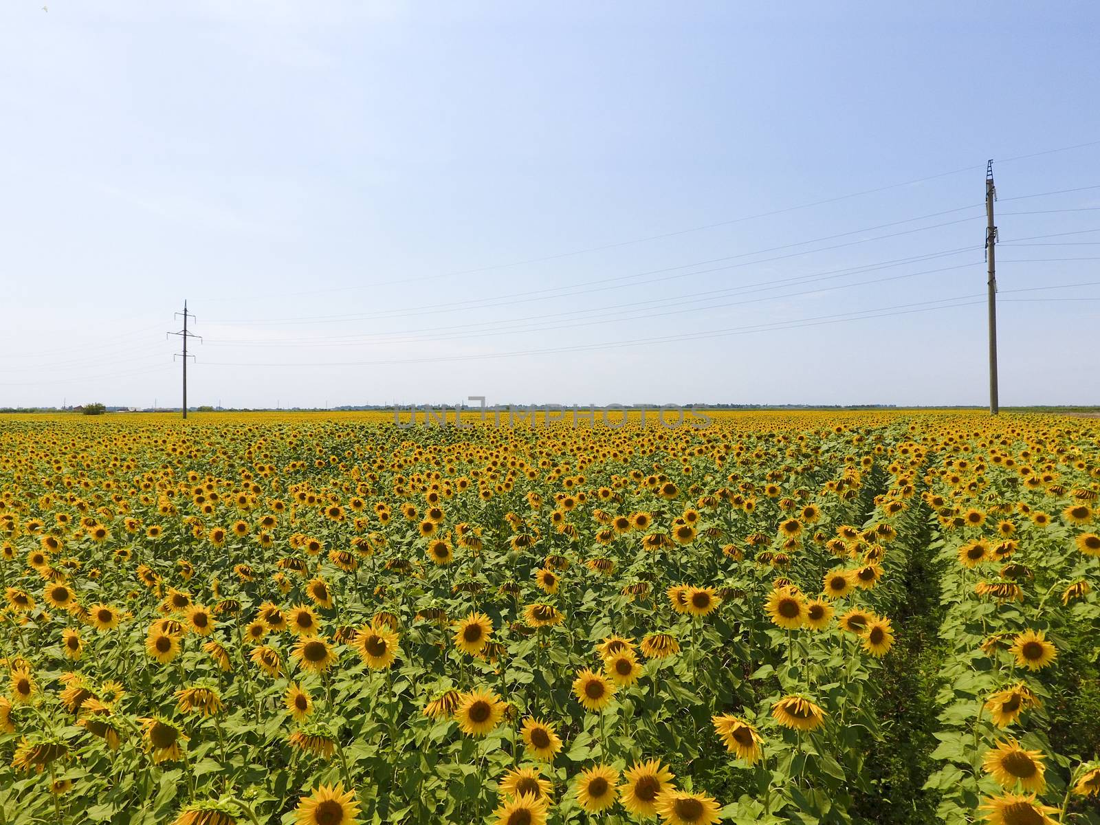 Aerial view of agricultural fields flowering oilseed. Field of sunflowers. Top view. by eleonimages