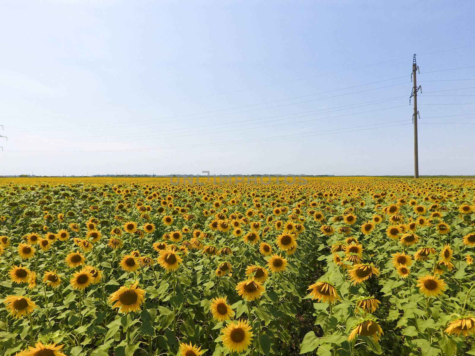 Aerial view of agricultural fields flowering oilseed. Field of sunflowers. Top view. by eleonimages