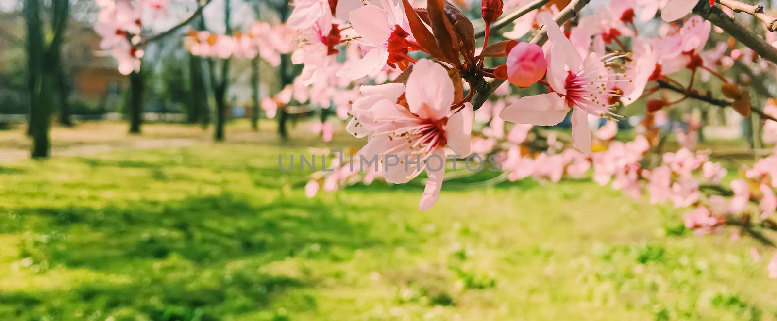 Apple tree flowers bloom, floral blossom in sunny spring