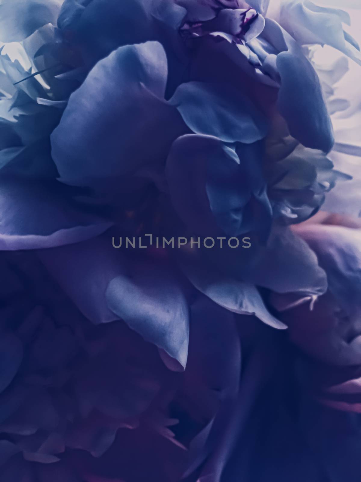 Purple peony flower as abstract floral background for holiday branding by Anneleven