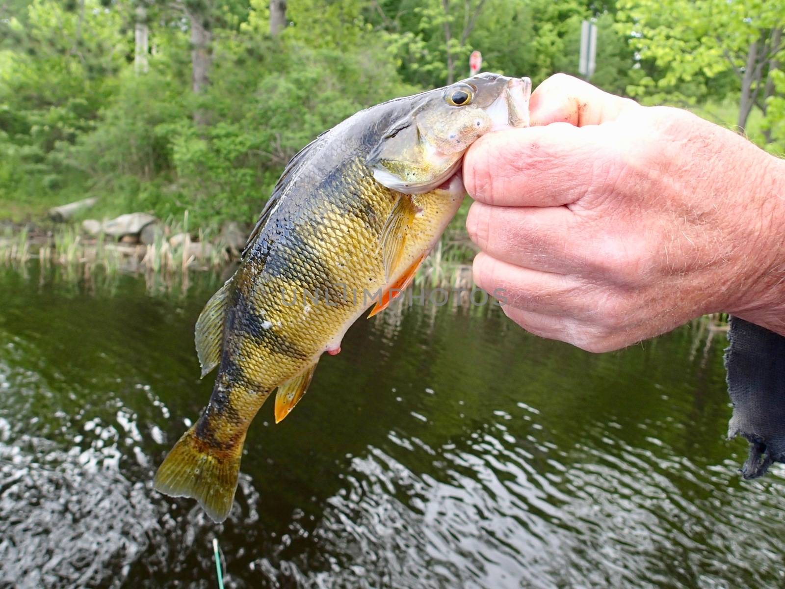 Fisherman holding a fresh caught Perch with the lake and trees in the background