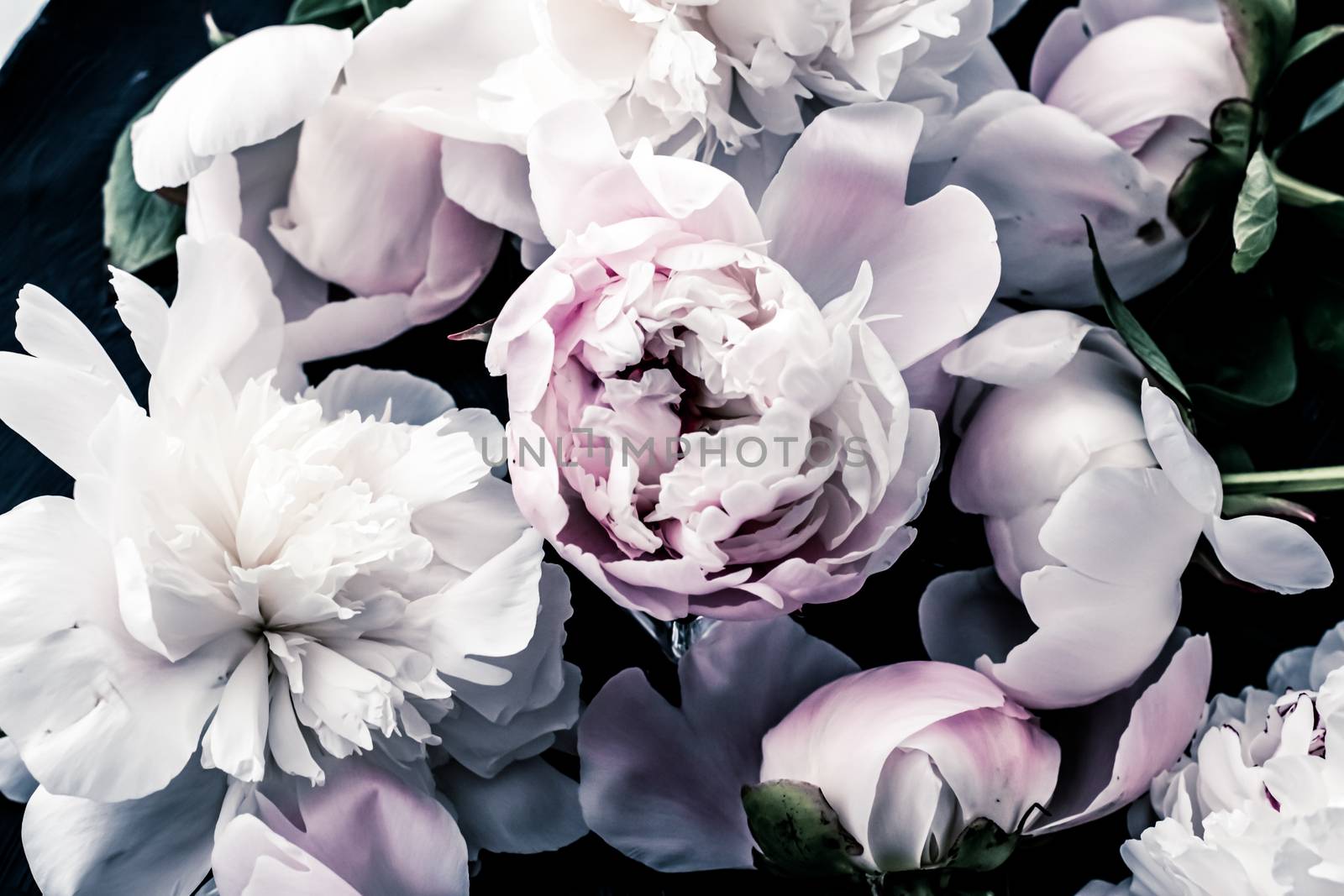 Pastel peony flowers as floral art background, botanical flatlay and luxury branding by Anneleven