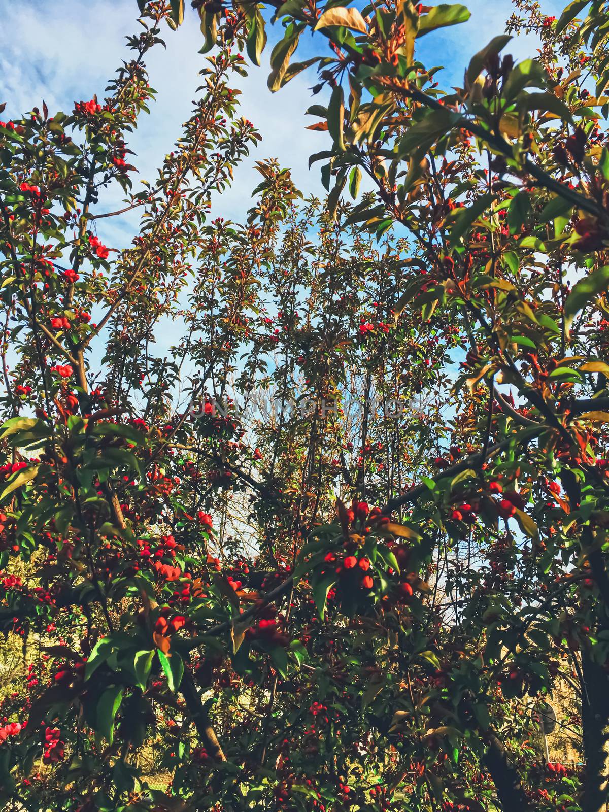 Red berries on tree at sunset in spring, nature and agriculture