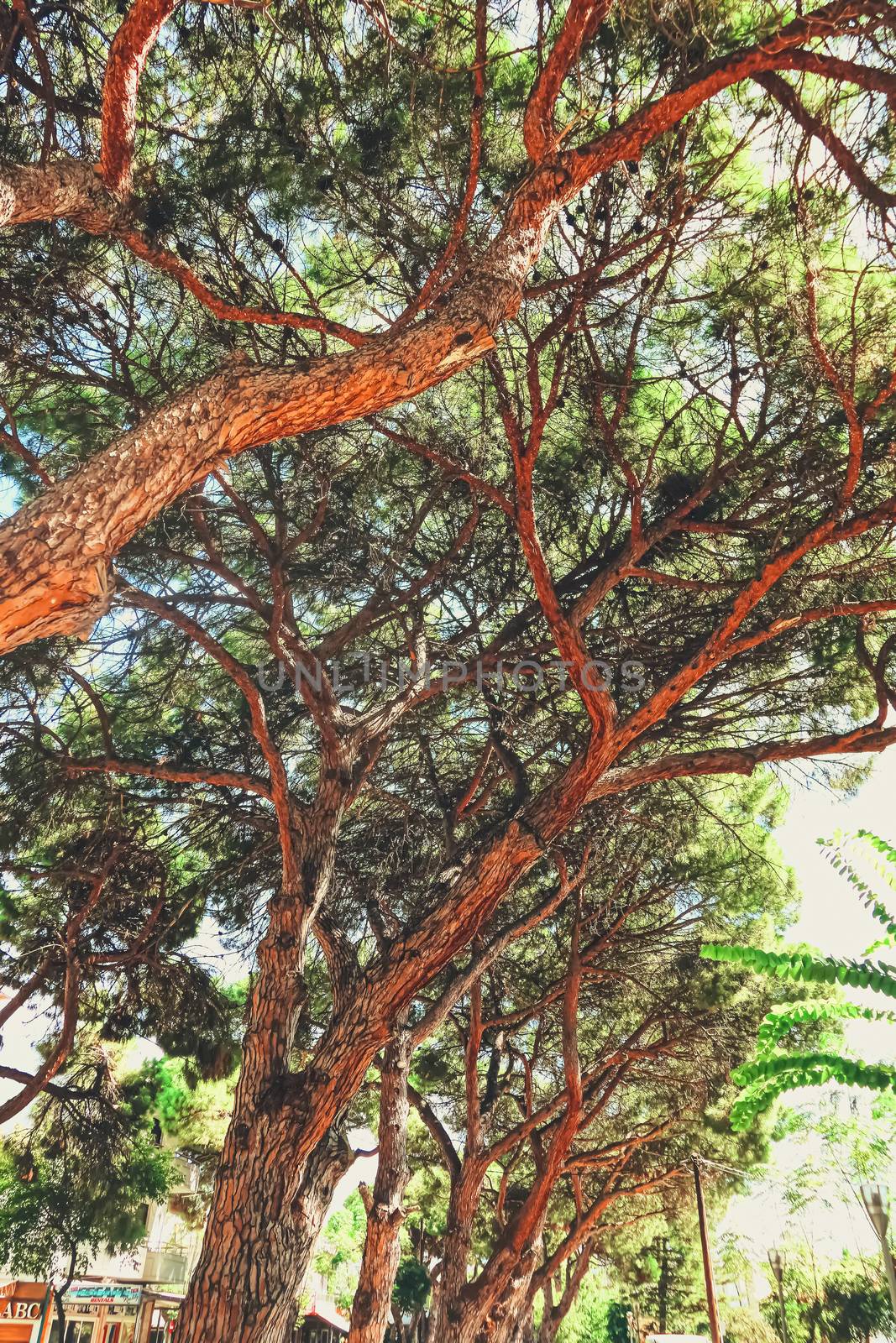 Beautiful trees in southern climate in summer by Anneleven