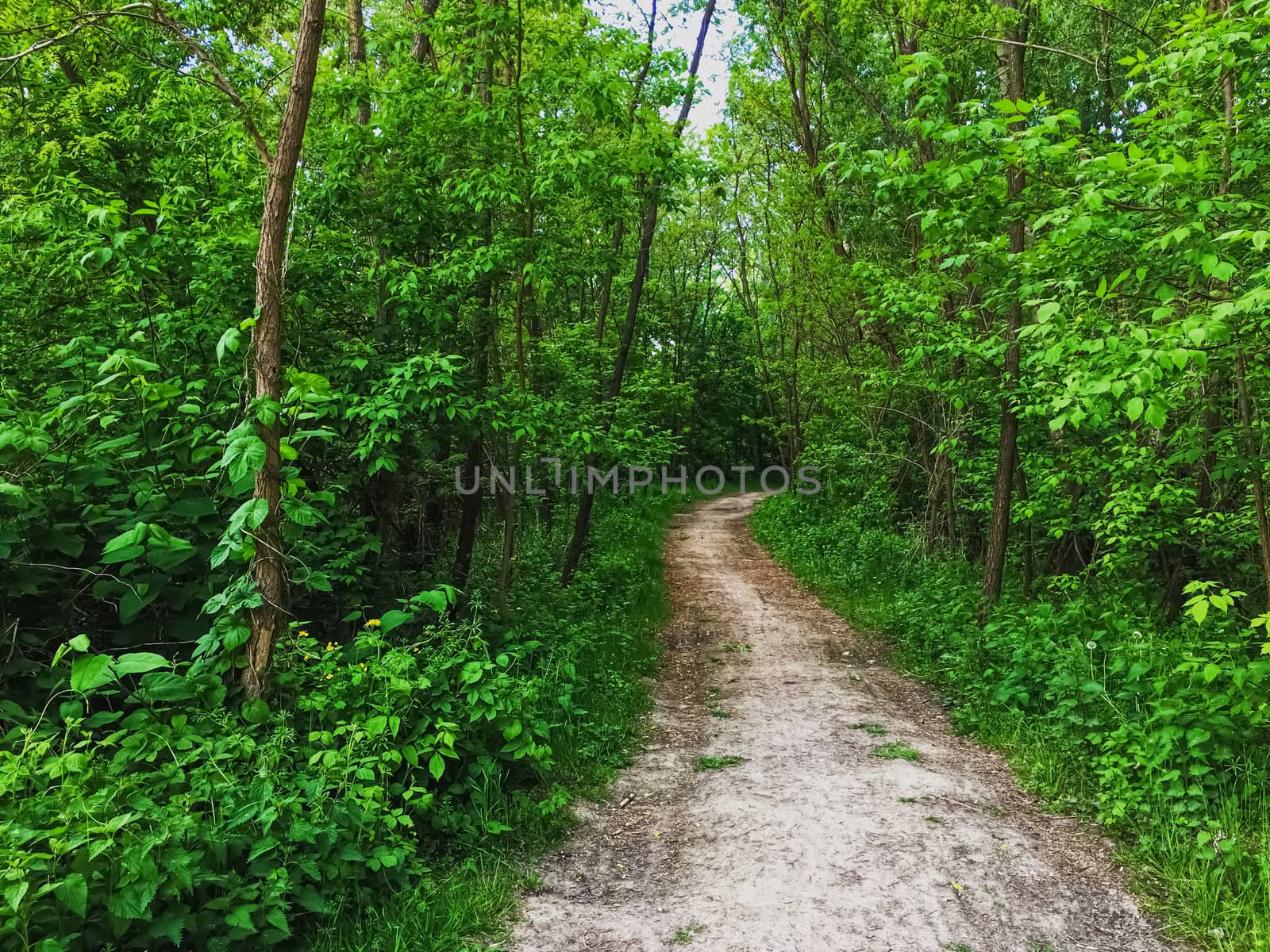 Countryside woods as rural landscape, amazing trees in green forest, nature and environment scenery