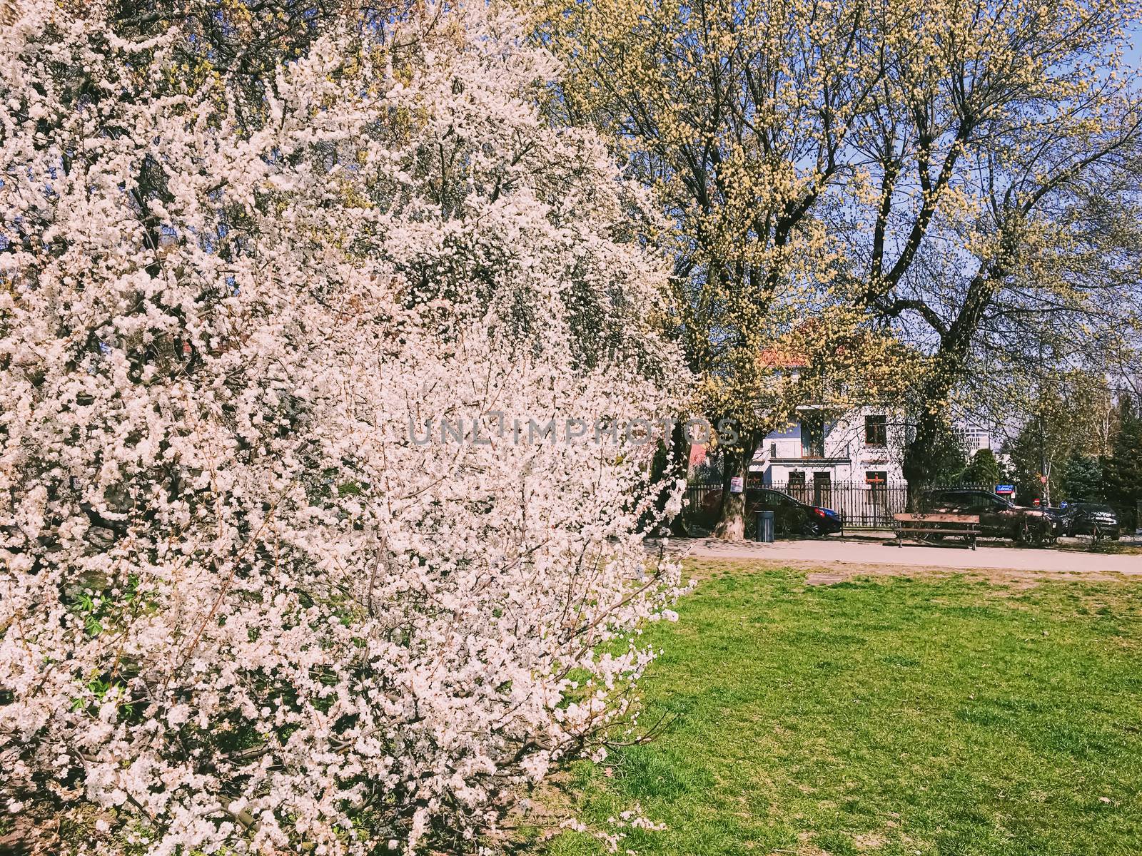 Blooming apple tree flowers in spring as floral background by Anneleven