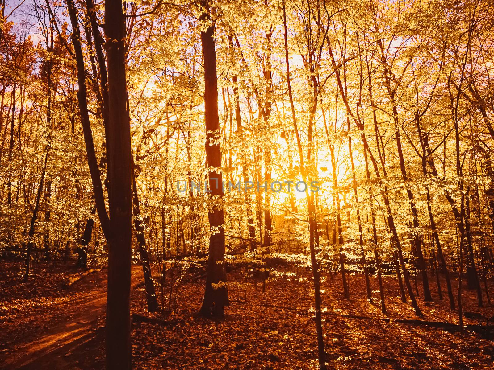 Autumn forest landscape at sunset or sunrise by Anneleven