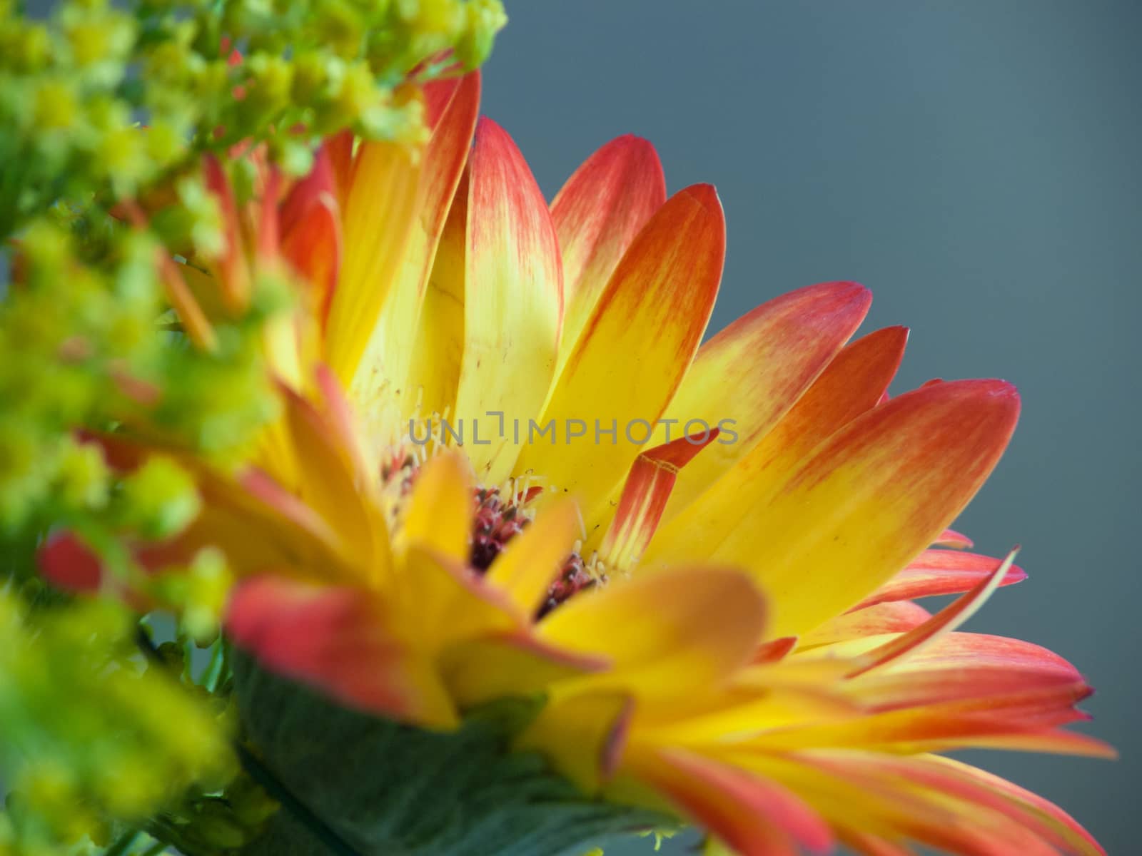 bouquet flower