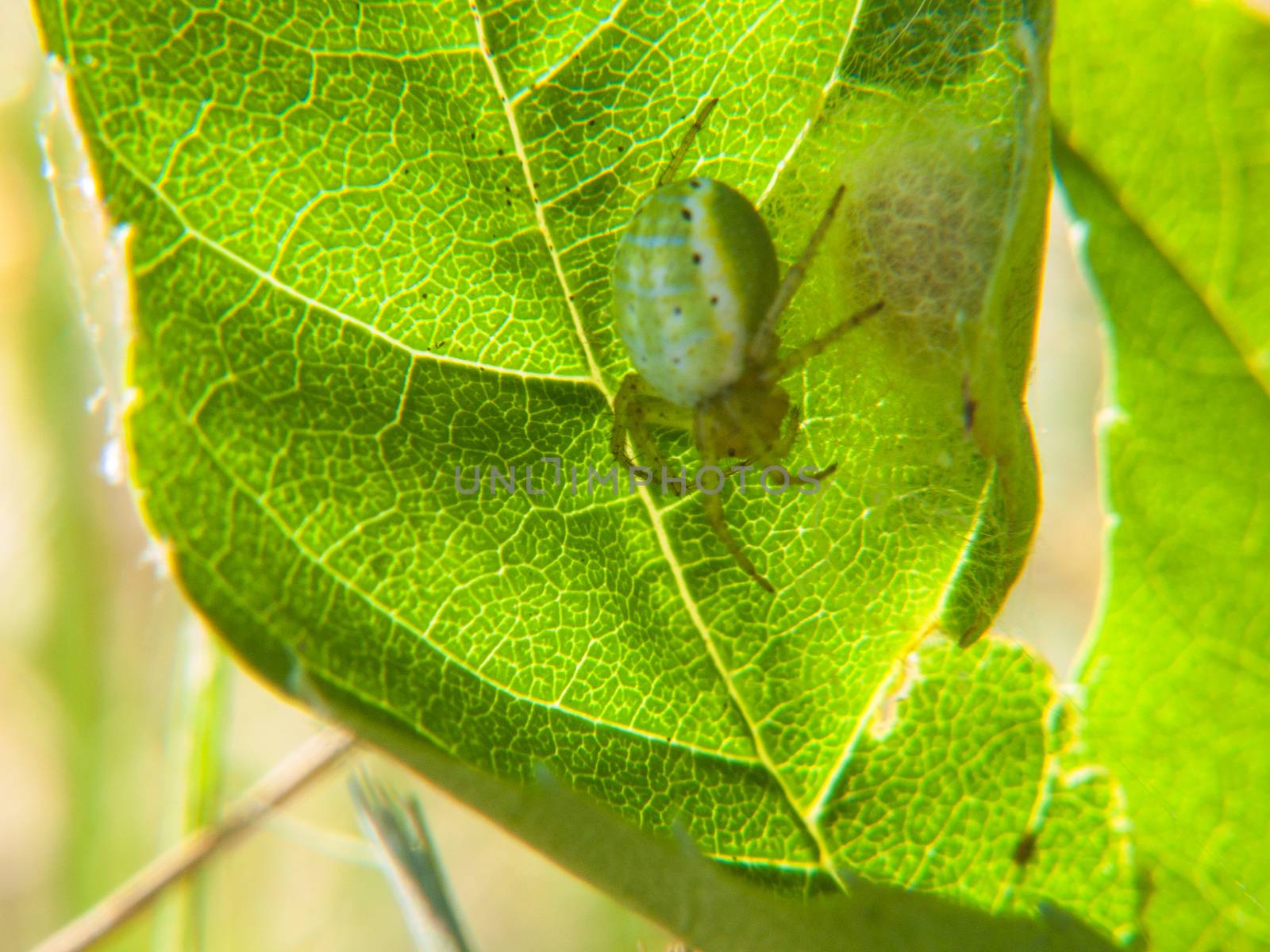 Palomena prasina