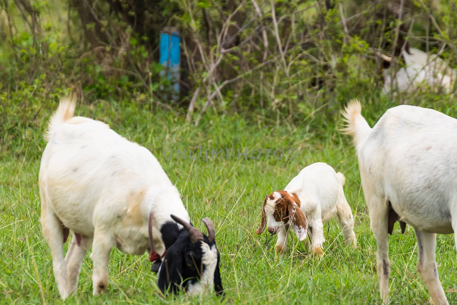 Goats in the pasture of organic farm in thailand. by Bubbers