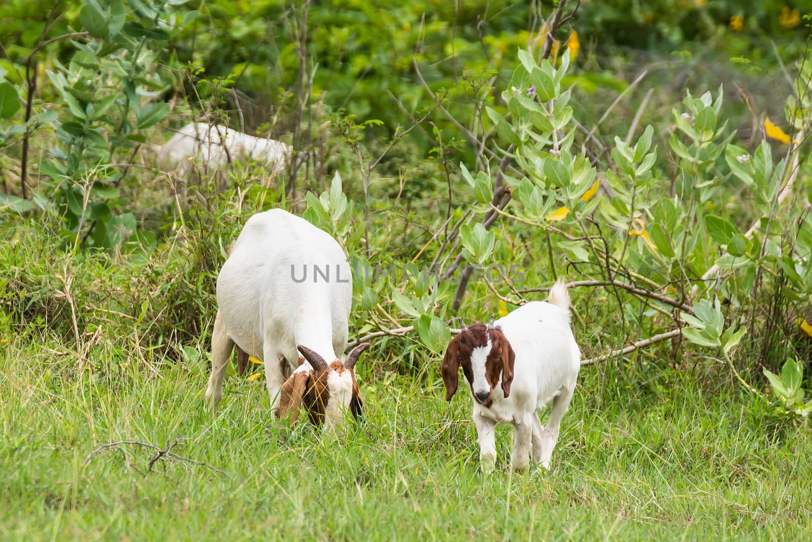 Goats in the pasture of organic farm in thailand. by Bubbers