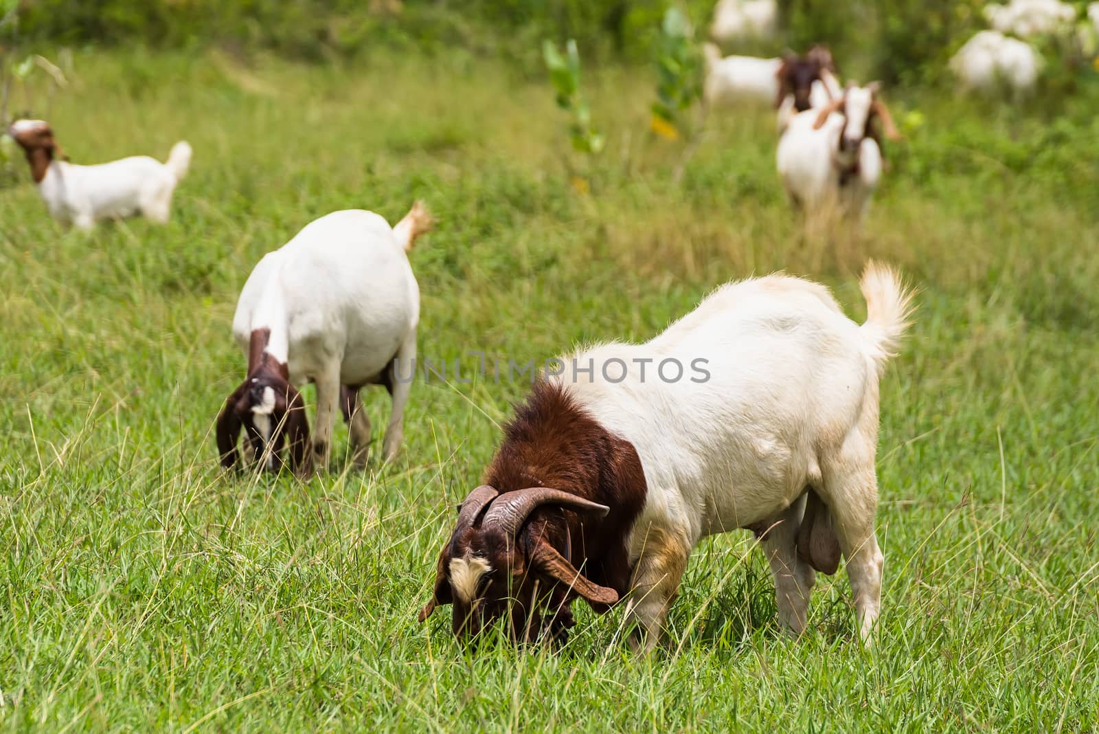 Goats in the pasture of organic farm in thailand.