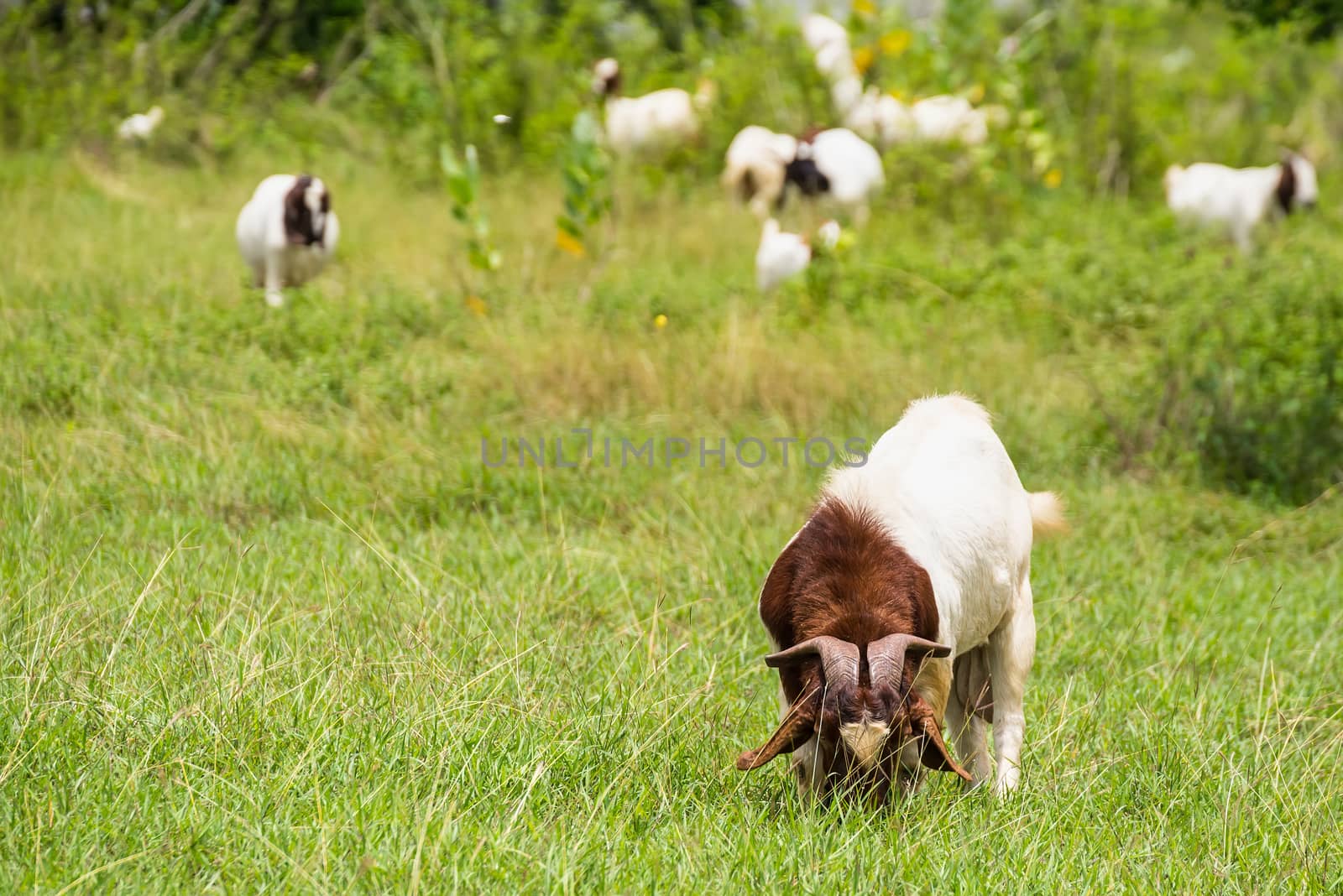 Goats in the pasture of organic farm in thailand.