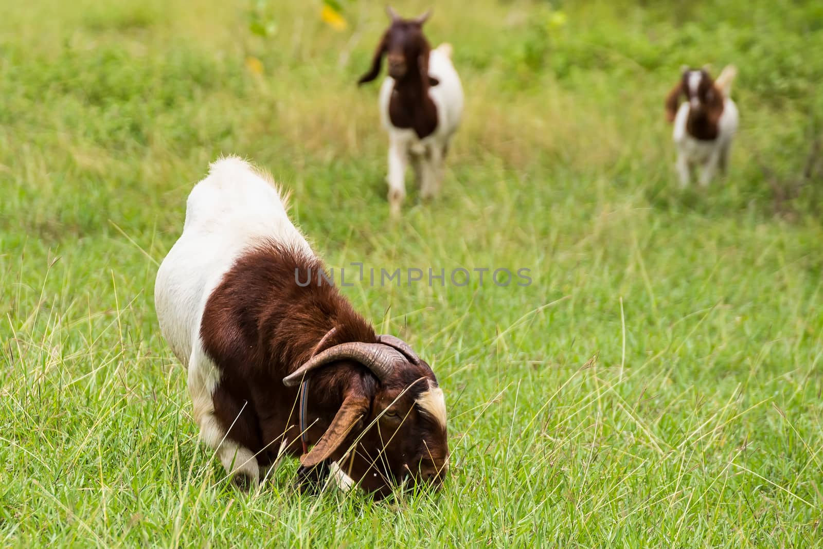 Goats in the pasture of organic farm in thailand. by Bubbers