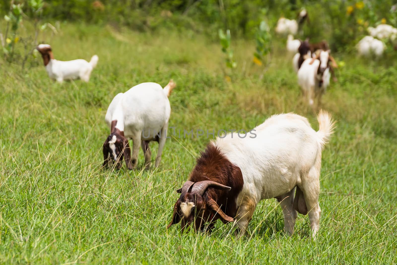Goats in the pasture of organic farm in thailand. by Bubbers