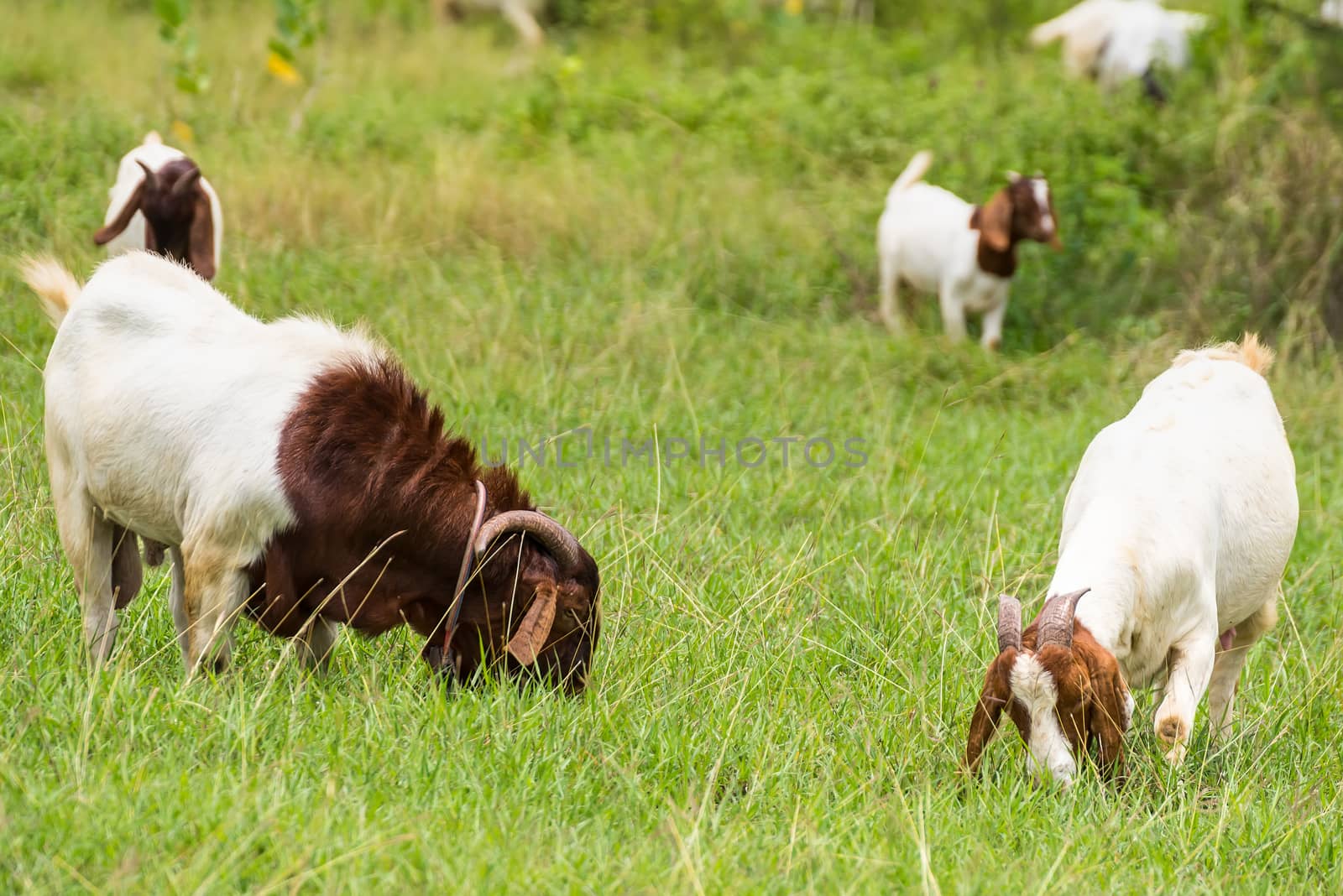 Goats in the pasture of organic farm in thailand. by Bubbers