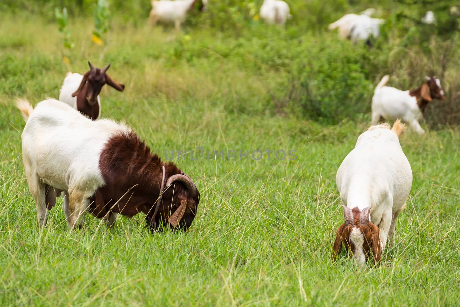 Goats in the pasture of organic farm in thailand. by Bubbers