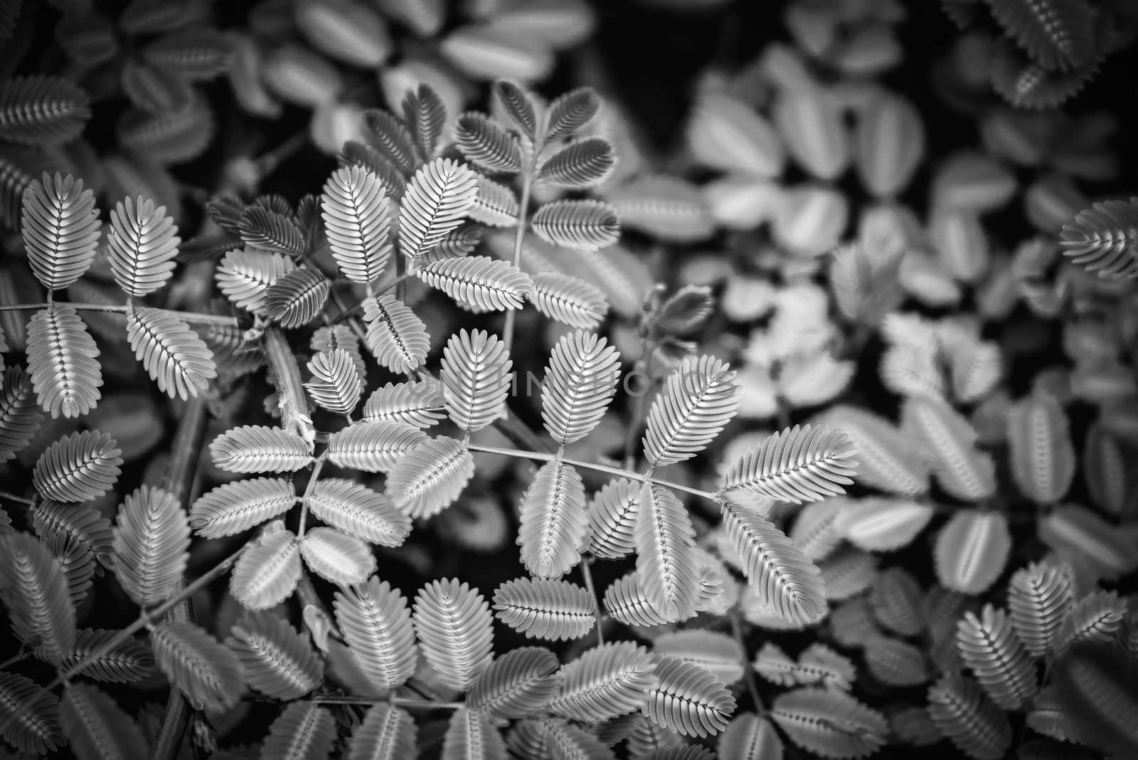 Black and white picture of Green leaves for backgrounds and wall by Bubbers