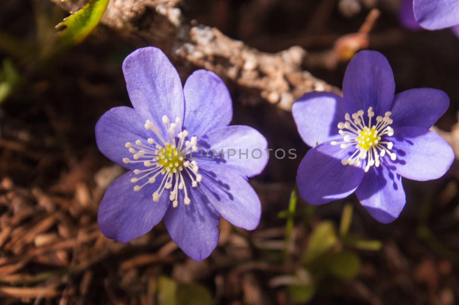 Hepatica nobilis