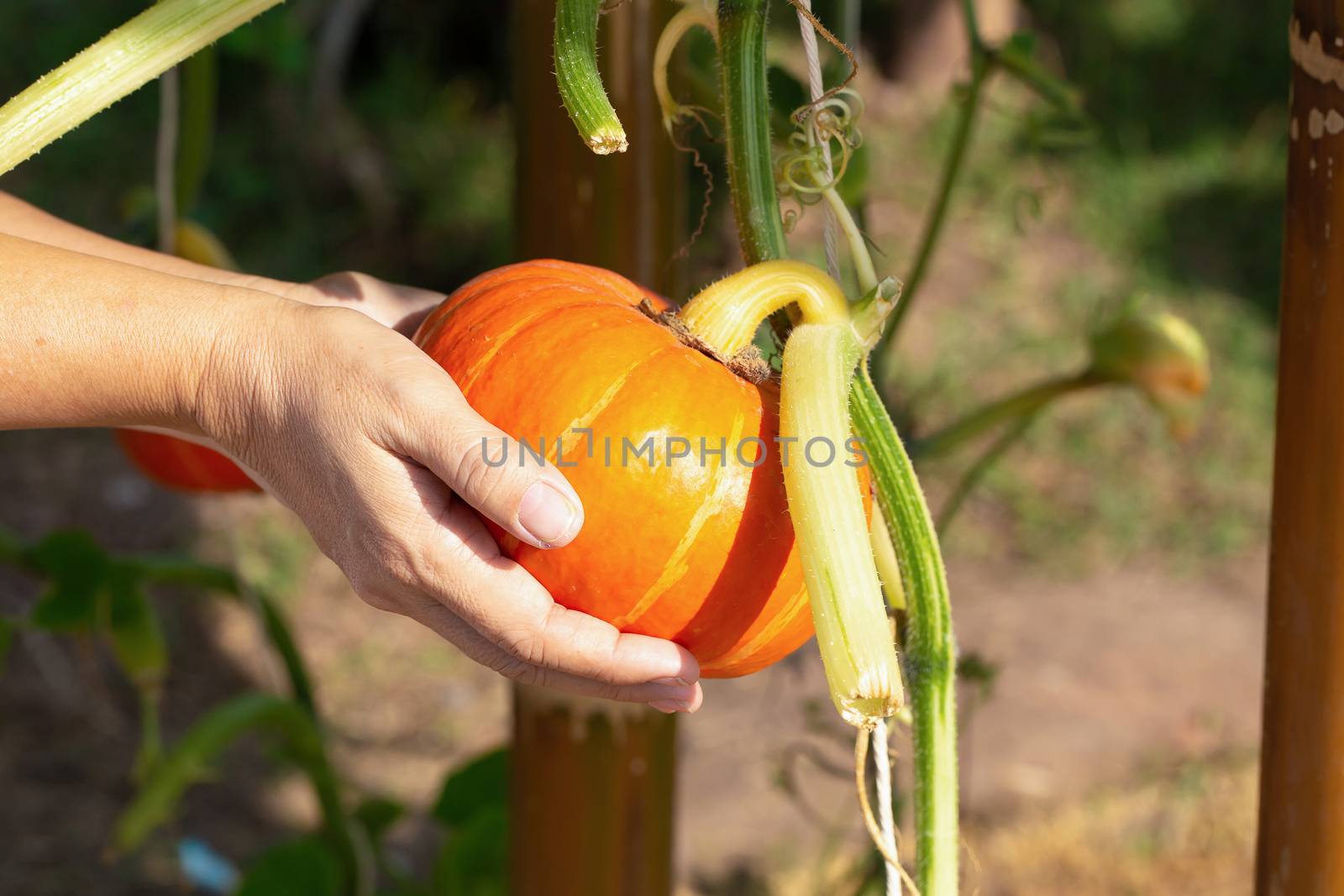 pumpkins hanging from the bamboo fence in the agricultural farm.