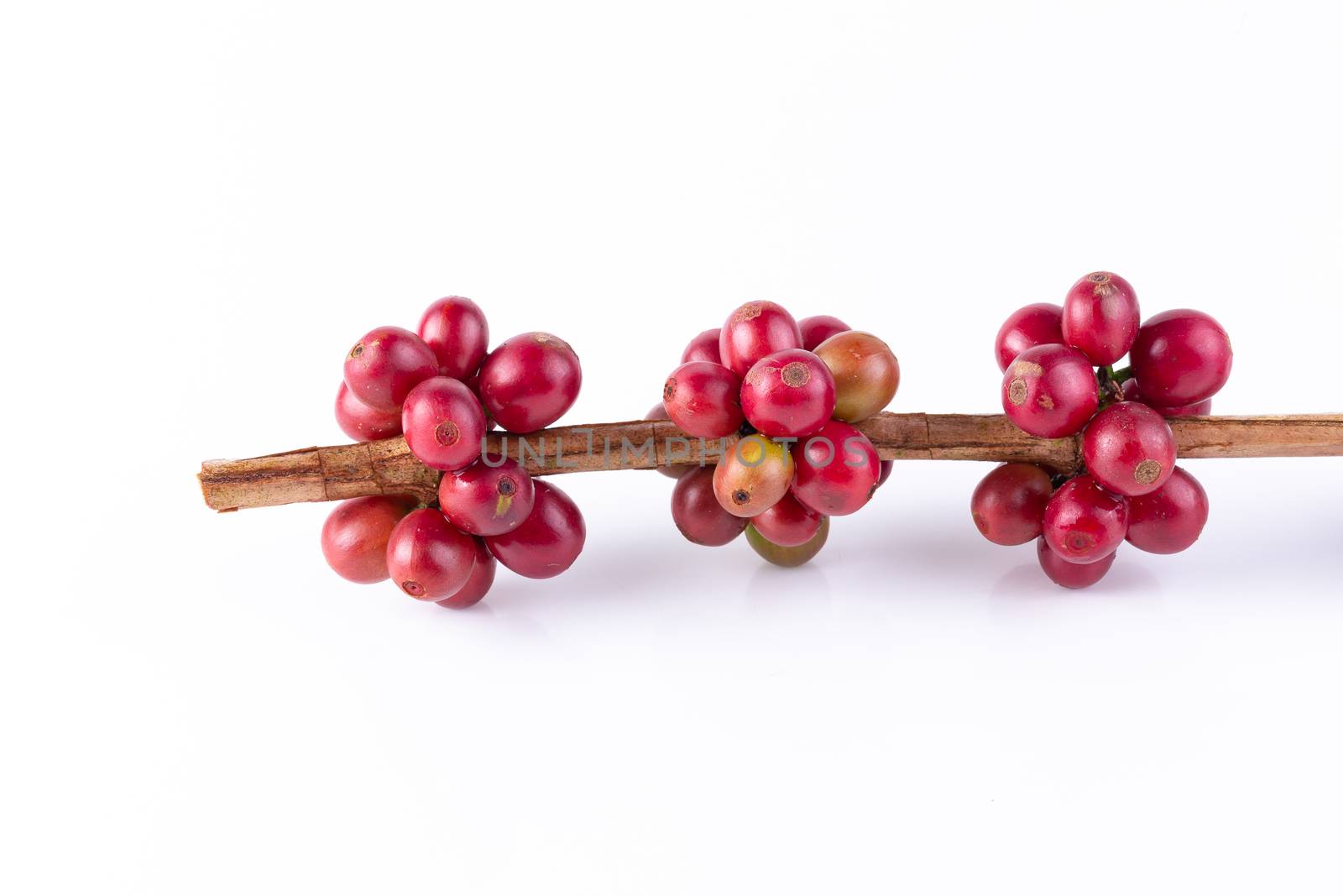 Fresh Arabica Coffee beans ripening isolated on white background.