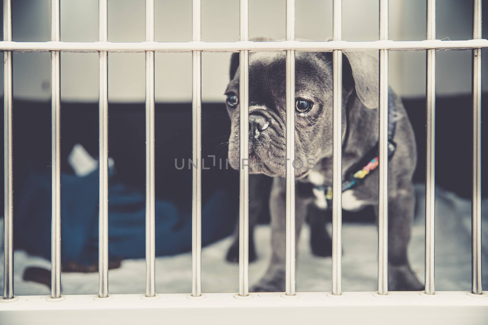 dog in a cage in a shelter waiting for adoption.